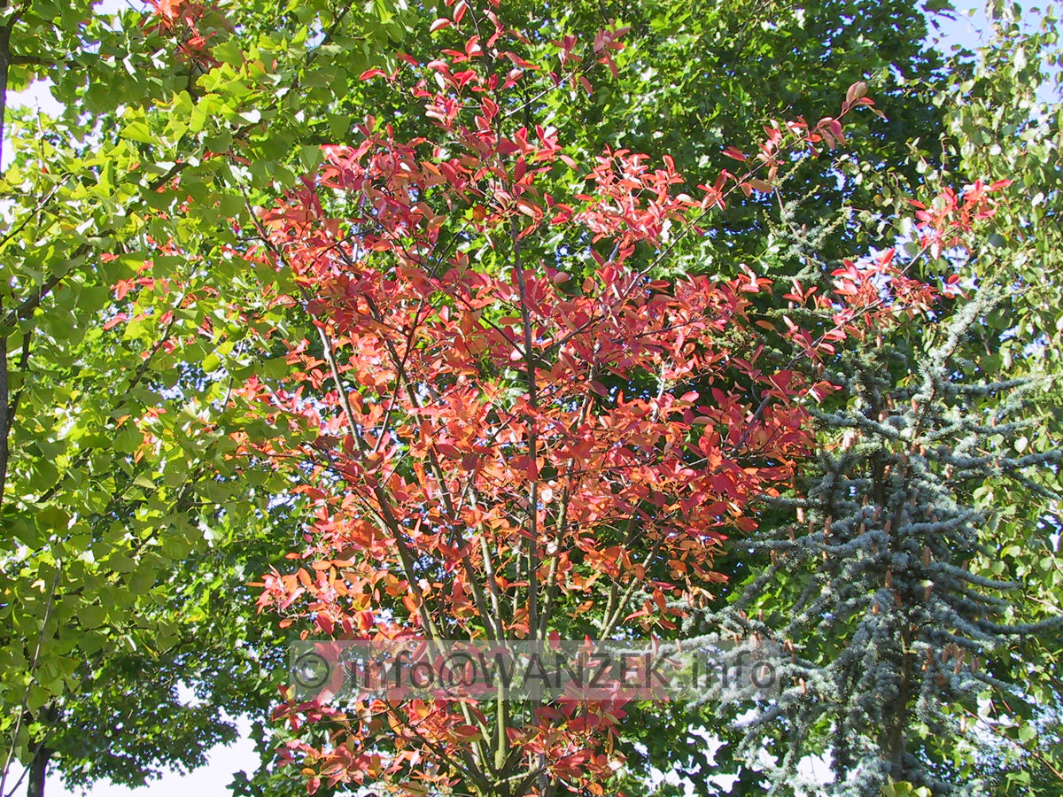 Amelanchier lamarckii - Hochstamm Faerbung.JPG